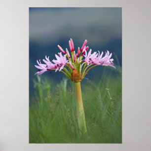 Candelabra Flower (Brunsvigia Radulosa), Umgeni Poster