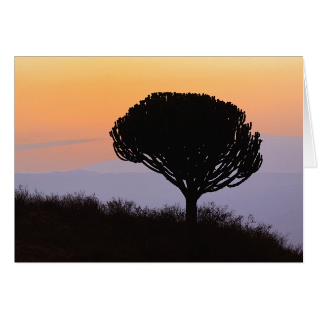 Candelabra Tree silhouetted at sunrise, (Front Horizontal)