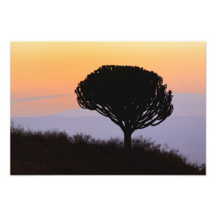 Candelabra Tree silhouetted at sunrise, Photo Print