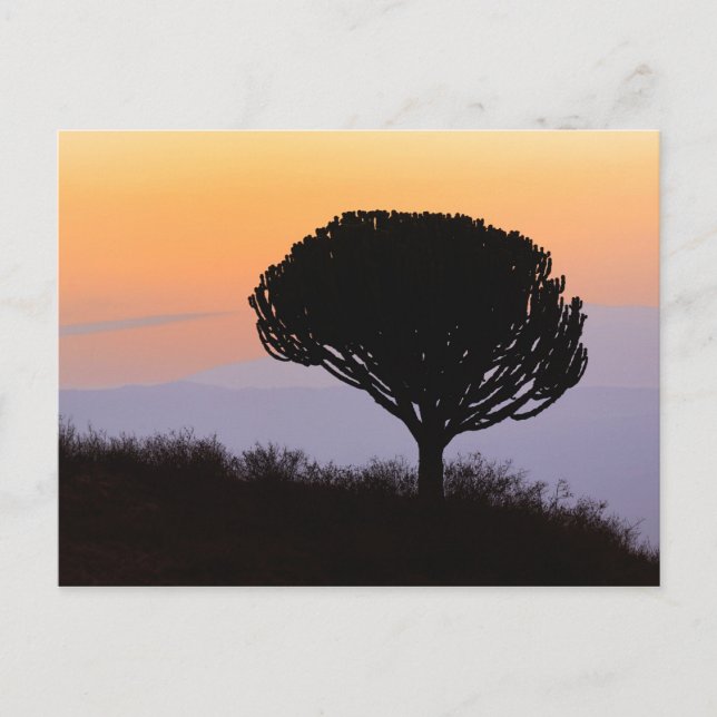 Candelabra Tree silhouetted at sunrise, Postcard (Front)