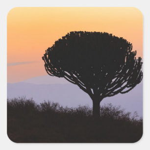Candelabra Tree silhouetted at sunrise, Square Sticker