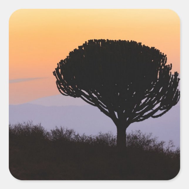 Candelabra Tree silhouetted at sunrise, Square Sticker (Front)