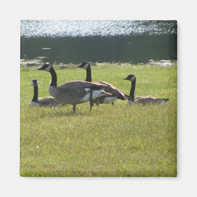 Candian Geese Magnet (Front)