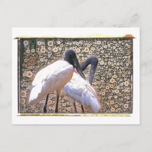 Candid Crane Postcard