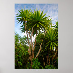 Candle Tree (Dracaena Concina), Ile Aux Poster