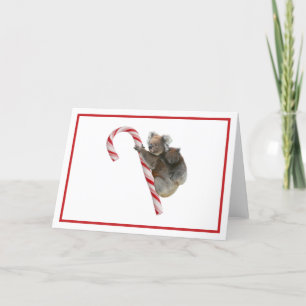 Candy Cane Australian Koala Bears Holiday Card