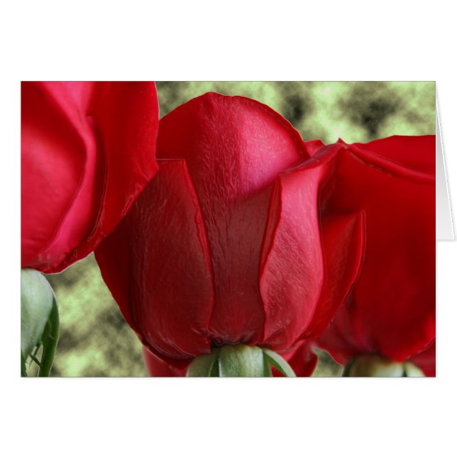 candy roses (Front Horizontal)