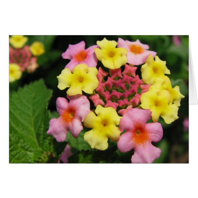 Candy sprinkles (Front Horizontal)