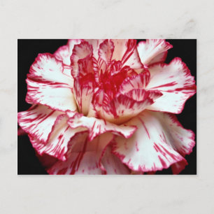 Candy-striped carnation flowers postcard
