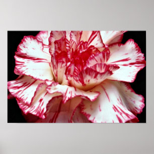 Candy-striped carnation flowers poster