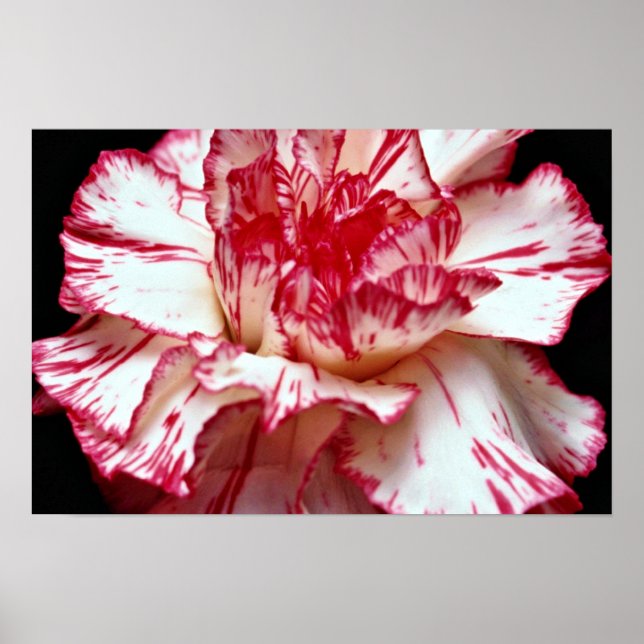 Candy-striped carnation  flowers poster (Front)
