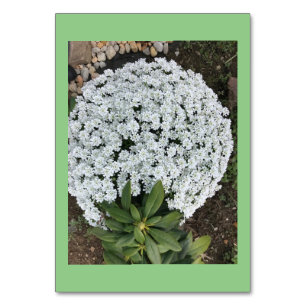 Candytuft Flowers Custom Reading Flashcards Table Number