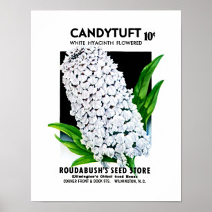 Candytuft Seed Packet Label Poster