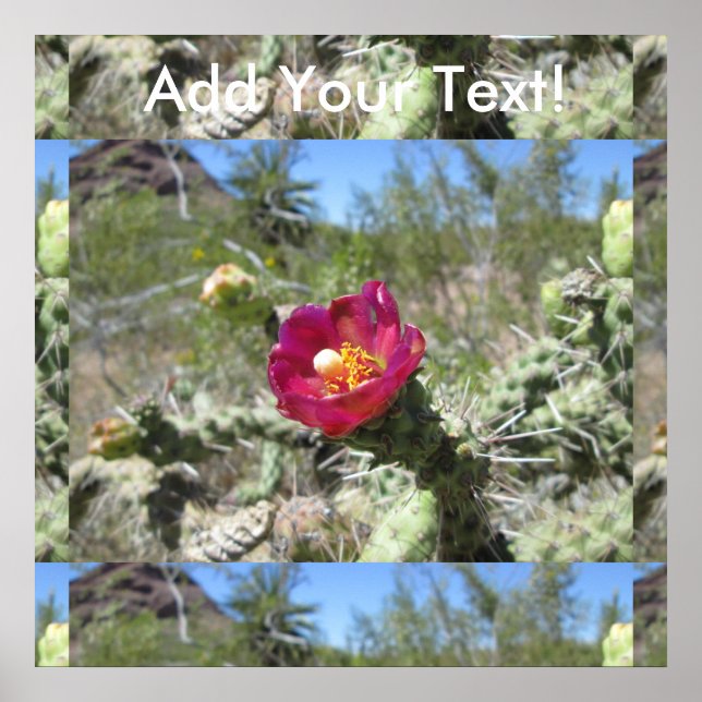Cane Cholla Desert Flower Poster (Front)