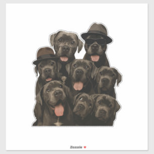 Cane Corso
