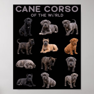 Cane Corso Dog of The World Italian Mastiff Breed Poster