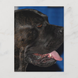 Cane Corso Dog Postcard