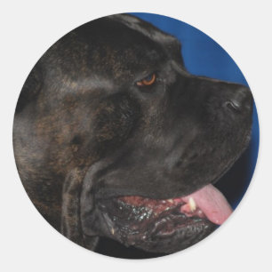 Cane Corso Dog Stickers