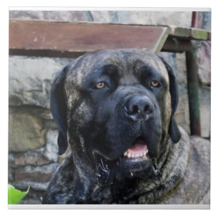 cane corso grey brindle ceramic tile