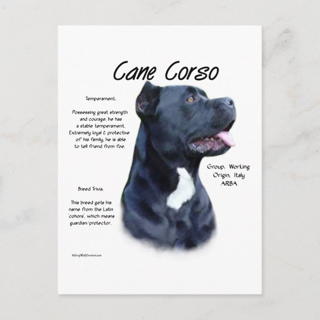 Cane Corso History Design Postcard (Front)