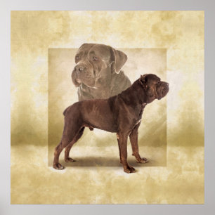 Cane Corso - Italian Mastiff Poster