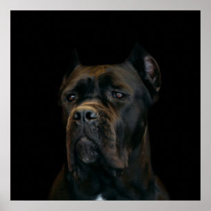 Cane Corso - Italian Mastiff Poster