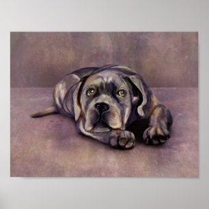 Cane Corso — Italian Mastiff Puppy Poster