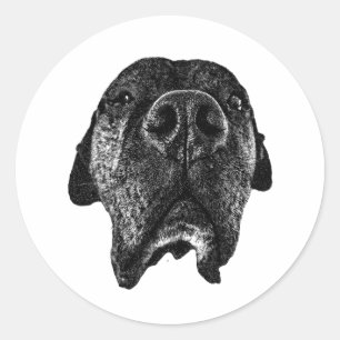 Cane Corso Nose Sticker Bold Dog Art