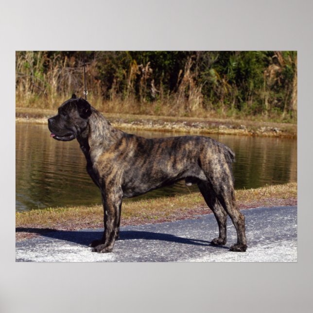 Cane Corso Print (Front)