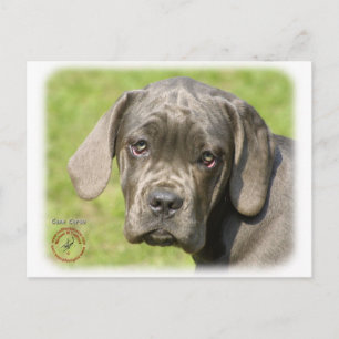 Cane Corso Puppy 8R062D-25 Postcard