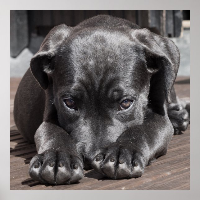 Cane Corso Puppy Poster (Front)