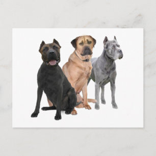 Cane Corso Three Postcard
