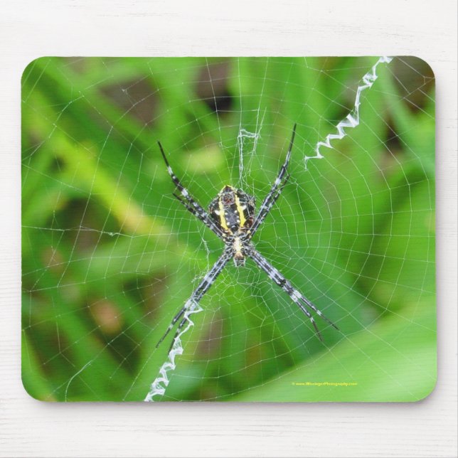 Cane spider - Big Island mousepad (Front)