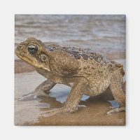 Cane Toad Rhinella marina, previously Bufo