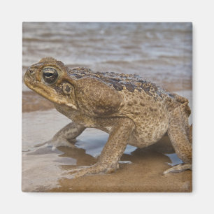 Cane Toad Rhinella marina, previously Bufo Magnet