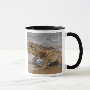 Cane Toad Rhinella marina, previously Bufo Mug