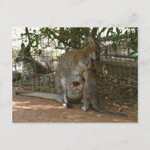 Cangaroo family postcard