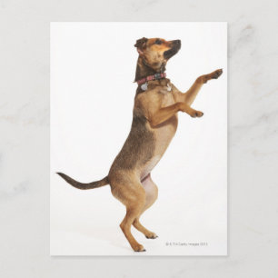 Canis familiaris 2 postcard