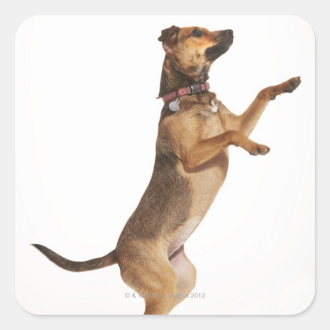 Canis familiaris 2 square sticker (Front)