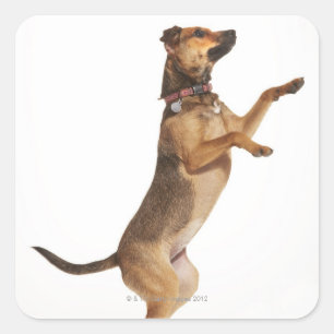 Canis familiaris 2 square sticker
