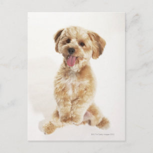 Canis familiaris postcard