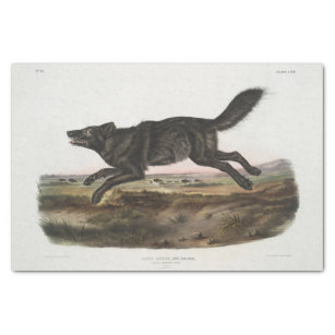 Canis lupus, Black American Wolf. Male. Vintage Tissue Paper