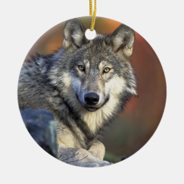 Canis_lupus_Grey Wolf Christmas Ornament (Front)