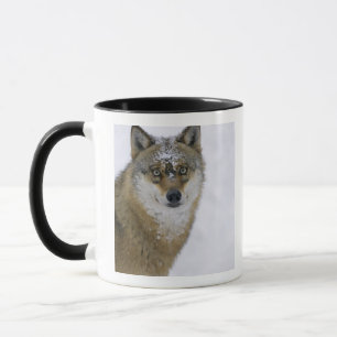 Canis lupus, Looking at Camera, Germany, Europa Mug