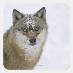 Canis lupus, Looking at Camera, Germany, Europa Square Sticker