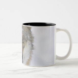 Canis lupus, Looking at Camera, Germany, Europa Two-Tone Coffee Mug