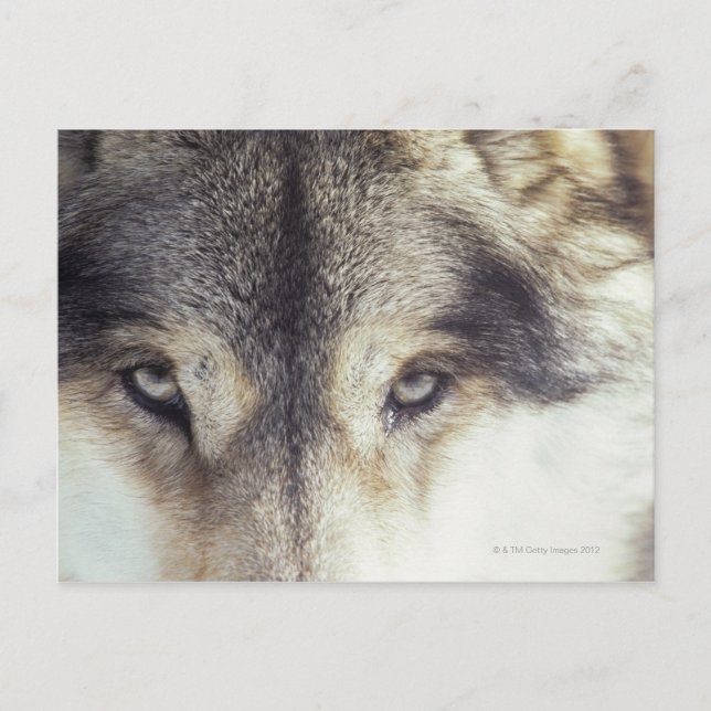 Canis Lupus Postcard (Front)