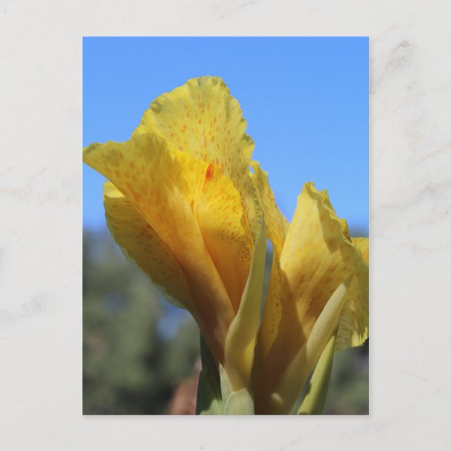 Canna # 1 postcard (Front)