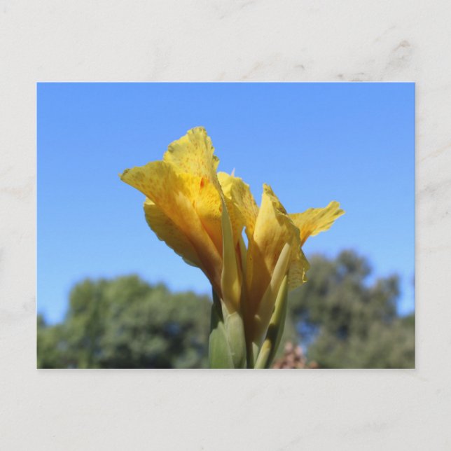 Canna # 3 postcard (Front)