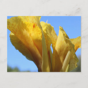 Canna # 4 postcard